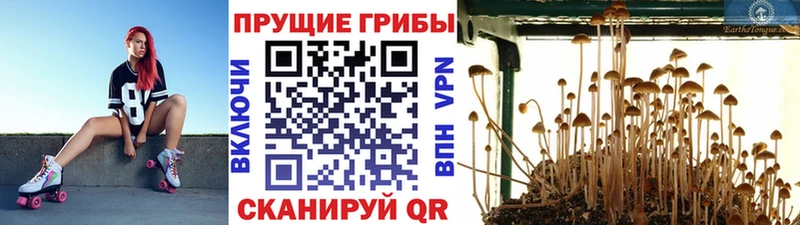 магазин  наркотиков  блэк спрут как зайти  Галлюциногенные грибы ЛСД  Безенчук 